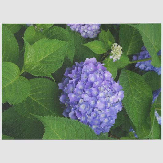 Lavendel Hydrangea Tissuepapier (Voorkant)