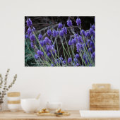 Lavendel II Poster (Keuken)