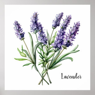 Lavendel Illustratie Botanische Poster
