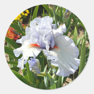 Lavendel Iris met Oranje Beards Stickers