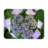 Lavendel Kant Pet Hydrangea Bloom Magnet Magneet (Horizontaal)