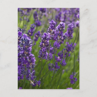 Lavendel | Lavendel Briefkaart