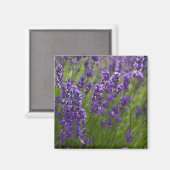 Lavendel | Lavendel Magneet (Voorkant / Achterkant)