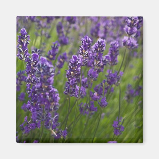 Lavendel | Lavendel Magneet (Voorkant)