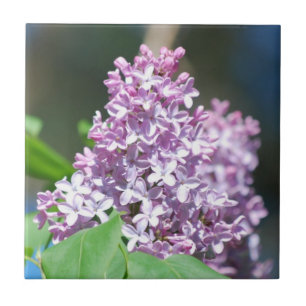Lavendel Lilacs Tegel Tegeltje