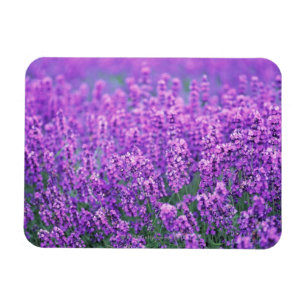 Lavendel Magneet