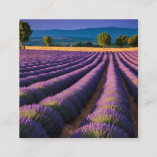 Lavendel Natuur Buitenlandschap Rustig Rustig Vierkante Visitekaartje
