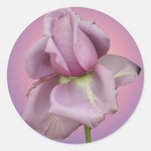 Lavendel roos sticker