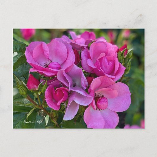 Lavendel Roze Rose Briefkaart (Voorkant)