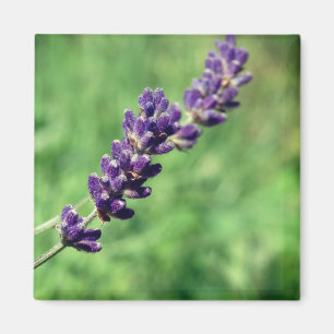 Lavendel Steel Foto Magneet