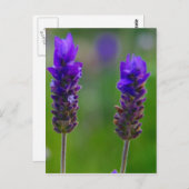 lavendel stengels briefkaart (Voorkant / Achterkant)