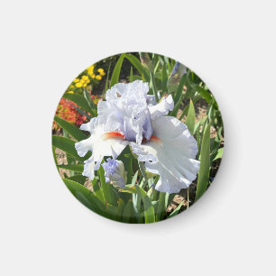 Lavendel Tall Bearded Iris Magnet Magneet