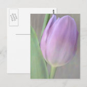  lavendel Tulip Post Card Briefkaart (Voorkant / Achterkant)