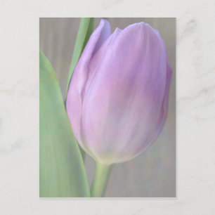  lavendel Tulip Post Card Briefkaart
