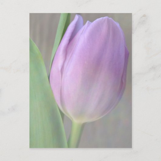  lavendel Tulip Post Card Briefkaart (Voorkant)