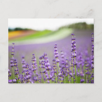 Lavendel VI Briefkaart