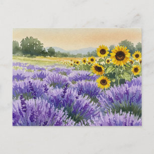 Lavendel Zonnebloem Veld Zomer Provence Ansichtkaa Briefkaart
