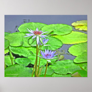 LAVENDELBLAUWE LOTUSBLOESEM EN HELDERGROENE LELIE POSTER