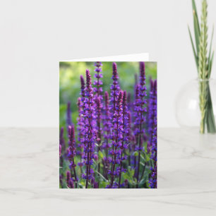Lavendelbloemen Kaart