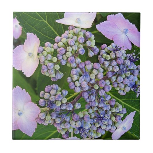 Lavendelkant Pet Hydrangea Bloom Tegel Tegeltje (Voorkant)