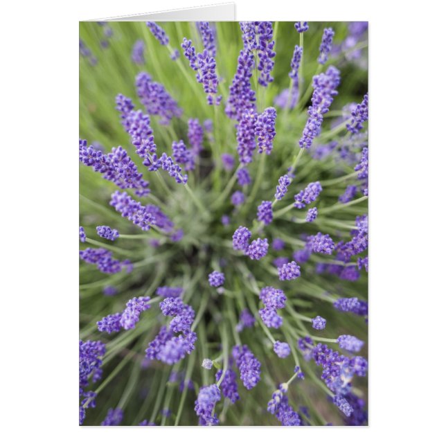 Lavendelplanten (Voorkant)