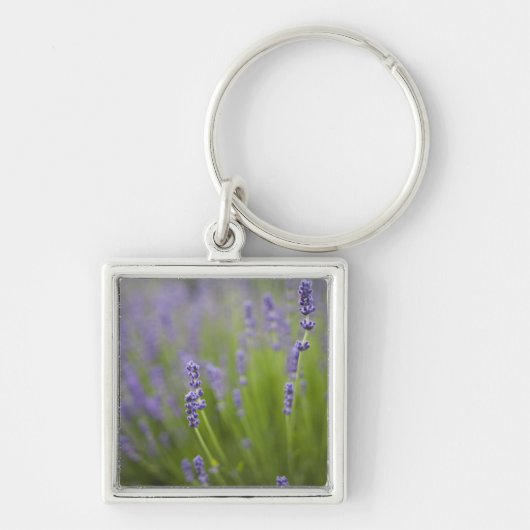Lavendelplanten 2 sleutelhanger (Voorkant)