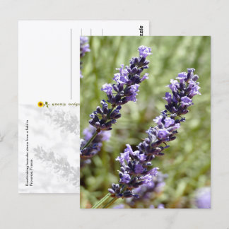 Lavendelstengels, Provence, Frankrijk - Briefkaart