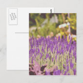 Lavendeltuin Fotoprint Briefkaart (Voorkant / Achterkant)