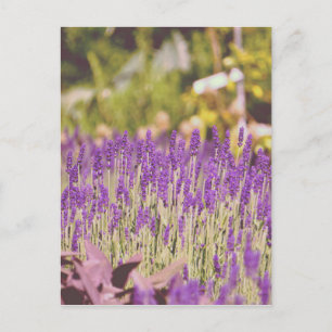 Lavendeltuin Fotoprint Briefkaart