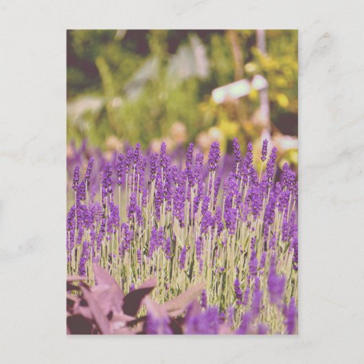 Lavendeltuin Fotoprint Briefkaart (Voorkant)