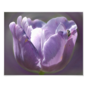 Lavendeltulp met kleine bijen 8x10 foto afdruk