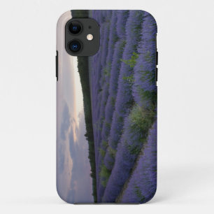 Lavendelveld bij zonsondergang iPhone 11 hoesje