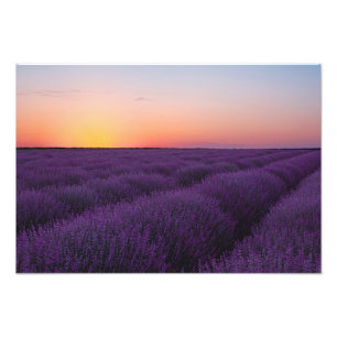Lavendelveld Foto Afdruk