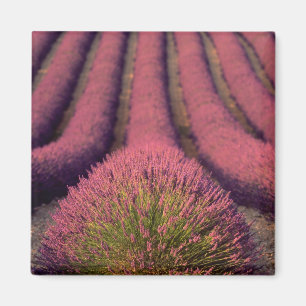 Lavendelveld in Haute Provence, Frankrijk 2 Magneet