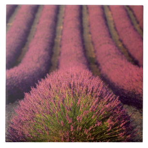 Lavendelveld in Haute Provence, Frankrijk 2 Tegeltje