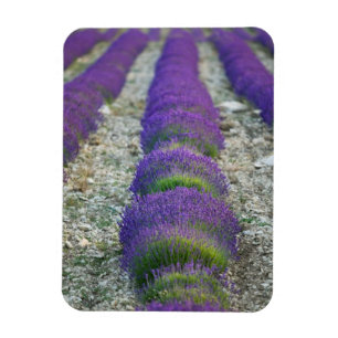 Lavendelveld, Provence, Frankrijk Magneet