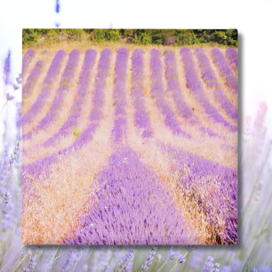 Lavendelveld Provence Frankrijk Magneet