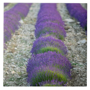 Lavendelveld, Provence, Frankrijk Tegeltje