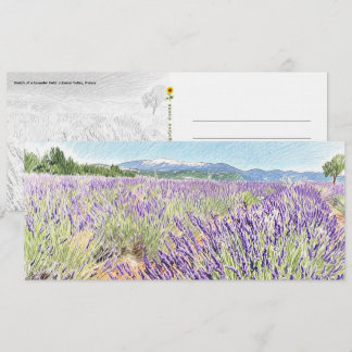 Lavendelveld schets - briefkaart