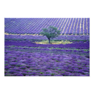 Lavendelvelden, Vence, Provence, Frankrijk Foto Afdruk