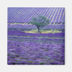Lavendelvelden, Vence, Provence, Frankrijk Magneet