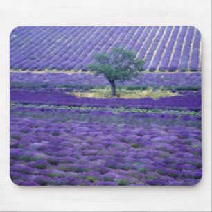 Lavendelvelden, Vence, Provence, Frankrijk Muismat