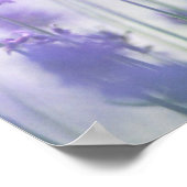Lavender 2 poster (Hoek)