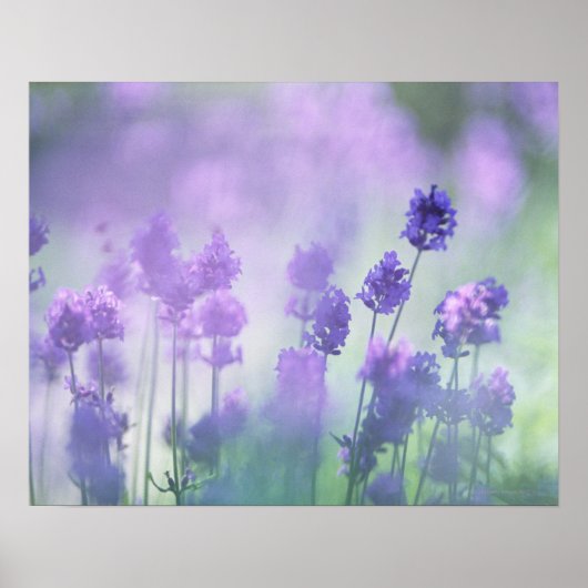 Lavender 2 poster (Voorkant)