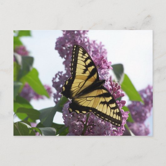 Lavender Aftermiddag Briefkaart (Voorkant)