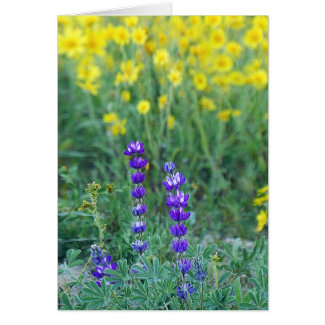 Lavender and Yellow Sunflower (Devant)