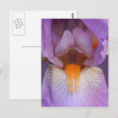 Lavender Bearded Iris Flower Petal Briefkaart (Voorkant / Achterkant)