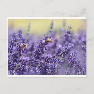Lavender & Bees Briefkaart