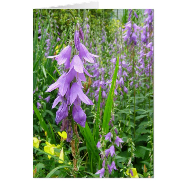 Lavender Bellflower Photographie (Devant)