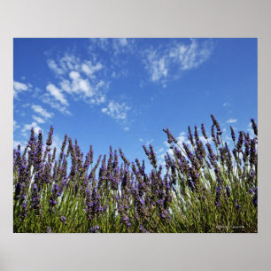 Lavender bloemen in het veld aan de blauwe hemel i poster
